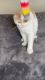 Hammer - Stunning Scottish Fold male es2101 Cream Silver Tabby with Wh