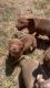 American Bully Puppies FOR SALE!