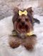 AKC FEMALE YORKIE 12 months old 3 lbs