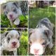 Beautiful English Bulldog puppies for sale