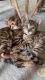 Adorable pure breed Bengal kittens ready for a new loving home.