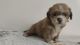 Lhasa Apso puppies for sell