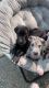 Amazing GreatDane puppies for Rehoming