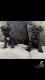 Our black puppies Schnauzers