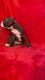 Chocolate and white Boston Terrier puppy