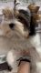Biewer Terrier Puppy for Adoption