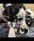 Great Dane Puppies Available