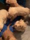 10 Goldendoodles Looking for Homes they are 8 weeks old