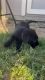 Black Labrador Retrievers