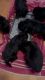 10 week old Black Russian Terriers
