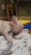 HEALTHY, ADORABLE AKC REGISTERED FRENCH BULLDOG PUPPIES!!