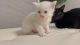 “Walker” Male White Maine Coon kitten