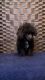 AKC Male Teacup Poodle Puppy
