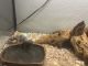 Gecko lizard need for new home