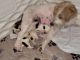 JRT Puppies Born 9/13/23