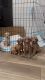 GOLDENDOOLE PUPPIES FOR SALE
