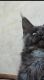 Maine Coon Kittens TICA registered Favcats