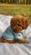 Maltipoo puppies Male and females