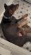 Doberman Pincher puppies available in Brockton MA