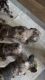 Available Merle frenchies, pure breed, just 2 months of age ,