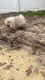 Pomeranian puppies male 3 months