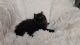 TICA Registered Pure-Bred Fluffy Black Solid Ragdoll Kittens