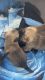 World Class Cairn Twrrier Puppies