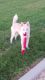 Klee Kai Puppy white & Brown