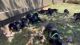 Doberman puppies black and rust