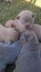 Isabella, Platinum, Rojo, LiLac puppies available