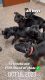 10 week old american terrier pit bulls