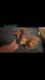 F1B Mini/Micro/Petite Goldendoodle puppy (Azlan)