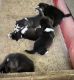 Siberian Husky Puppies for Sale in Atlanta, GA