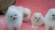 Pomeranian toy puppies are ready