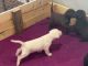 Labrador Retriever Puppies Needing Forever Homes!