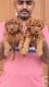 Top quality toy poodle puppies