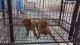 Top quality toy poodle puppies