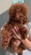 RED TINY TOY poodle