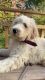 Goldendoodle male