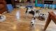 10 Week Old Jack Russell Terriers
