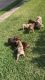 Cute and Adorable Olde English Bulldogges