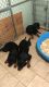 AKC Rottweiler puppies German blood line