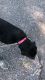 AKC Rottweiler puppies German blood line