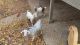 Boer/Kiko goats (1 buck &2 does)