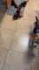Adorable AKC Beagle puppies