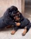 Adorable rottweiler puppies for sale