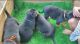 Healthy rottweiler puppies for sale