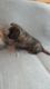 AKC FEMALE CAIRN TERRIER PUPPIES