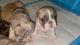 Frenchie babies for Sale Now!!