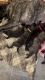 AKC English Mastiff Red collar brindle male